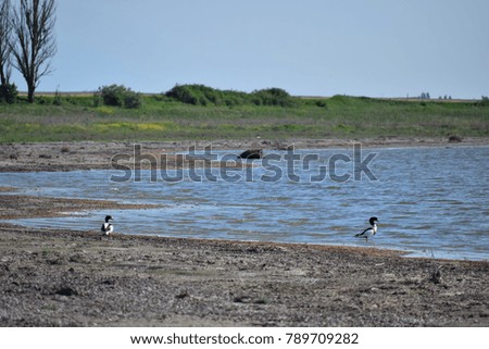Beautiful wild ducks on the shore.