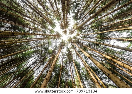 Looking up pine trees crowns branches in woods or forest. Woodlands of Slovenia. Bottom view wide angle background photo. Tops of trees from ground view.