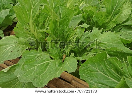 leafy vegetable leaves' damage from worms