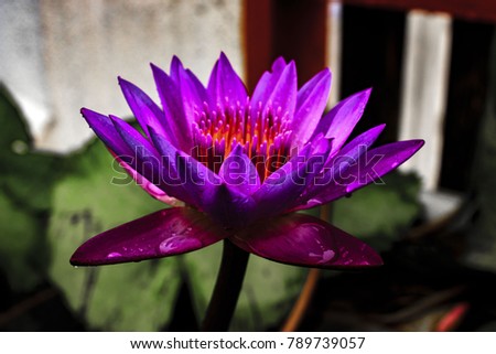 Water lily,  relaxation,  nature,  Sri Lanka and Thailand. 