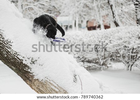 Cute funny black labrador dog playing happily outdoors in white fresh snow on frosty winter day. Dog climbing snowy tree. Horizontal color photography.