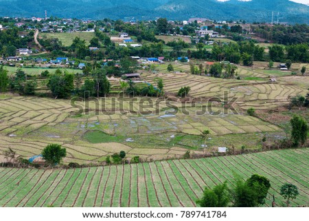 Aerial view of rice paddies farm and vegetables farm in rural Thailand.