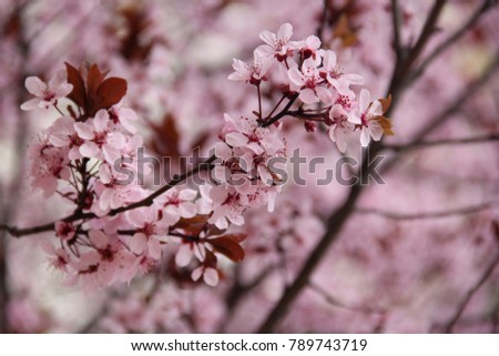Pink cherry blossom is so bloom, this picture was taken in Washington DC.