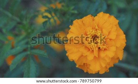 Macro orange flower