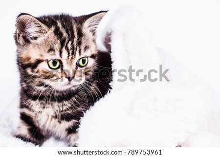 Scottish Straight kitten in a plaid on white background