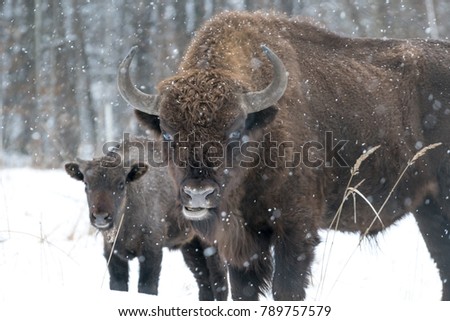 Beautiful bison and a cub in the picture. They were at the edge of the forest on a field covered with snow