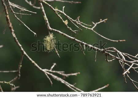 Lichen on the tree