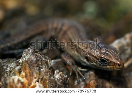 Portrait of lizard