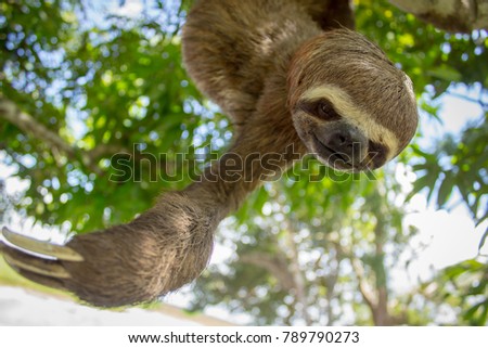 Sloth hanging from a tree in a Amazon rainforest Royalty-Free Stock Photo #789790273