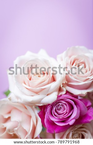 Bouquet of beautiful soft pink and magenta roses on a colorful pink background. Perfect backdrop for a valentine card or invitation for a wedding. 