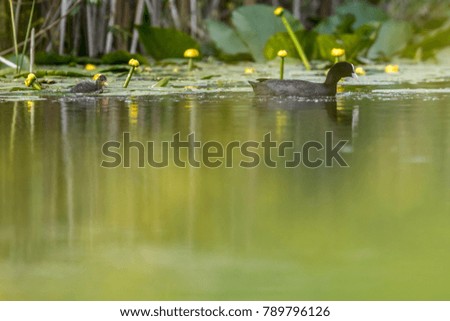 Eurasian coot mother with her baby staying on water