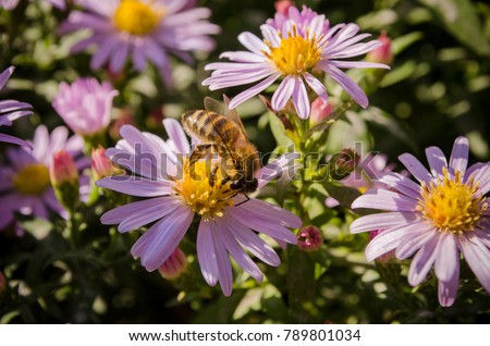 honey bees pollinate the flowers in early autumn. Symphyotrichum novae-angliae, Aster novae-angliae, New England aster, hairy Michaelmas-daisy, Michaelmas daisy. close up macro.