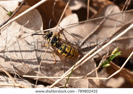Close photography of wasp 