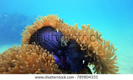 Coral reef. Anemone fish. Diving. Underwater life landscape. Thailand underwater. High resolution