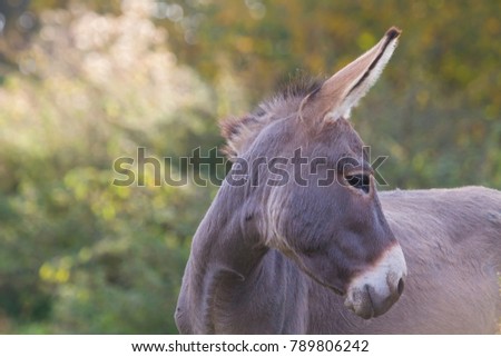 A grey donkey in the countryside with blurry background of trees
