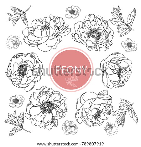 Collection peony with line-art on white backgrounds. Vector hand drawn illustration. Royalty-Free Stock Photo #789807919