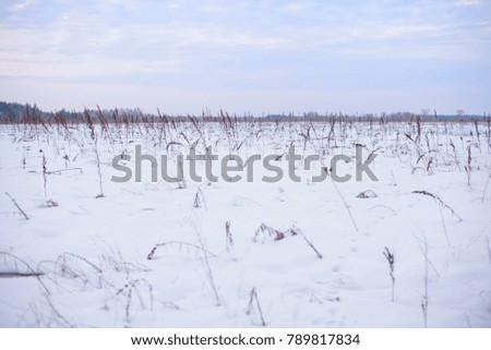 winter forest. winter landscape