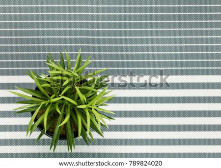 High angle view of tree pot on stripes background.