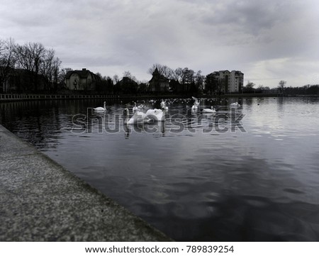 family of swans on a pond