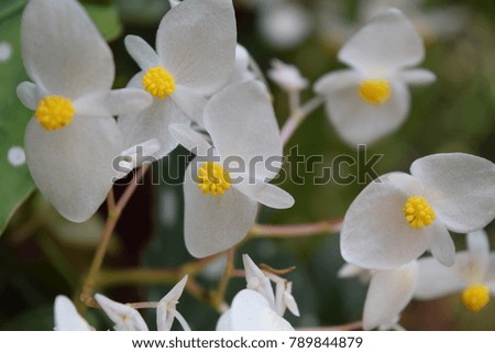 white flowers with yellow mid 