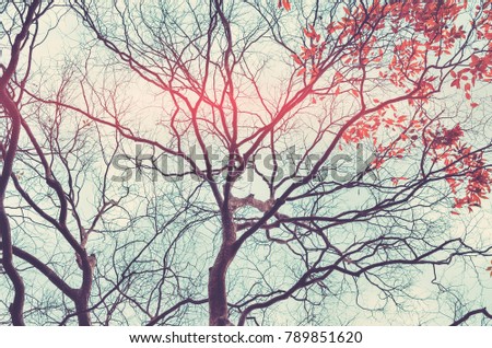 Nature autumn tree branch on sky and white clouds abstract texture background. Ecology environment and travel relax concept. Vintage tone filter effect color style.