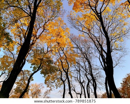 Golden Leaves on dark trees reaching into the clear blue sky in beautiful Fall