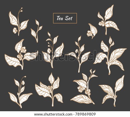 Realistic nature set of silhouette tea bush branches with leaf, flower. Vector botanical floral collection Organic health drink White illustration isolated on black background Vegan food Spring bloom