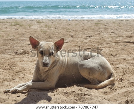 dog on sand beach 