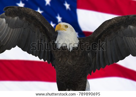 American bald eagle and flag, Digital composite