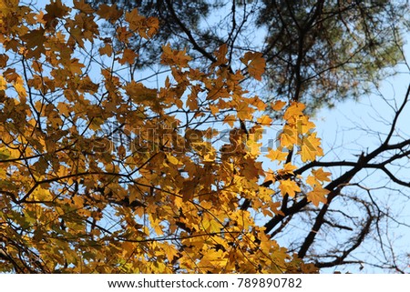 Beautiful yellow maples blazes brightly in sunny day before it turn red to falls for autumn, South Korea