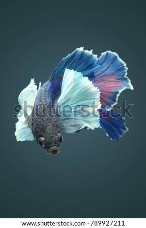 Big ear ,  betta fish, siamese fighting fish on black background