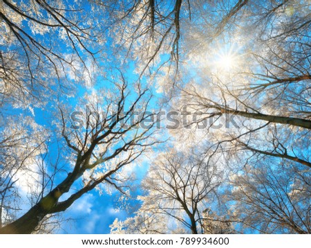 Forest in winter with snow white treetops against the deep blue sky and the sun, worms eye view