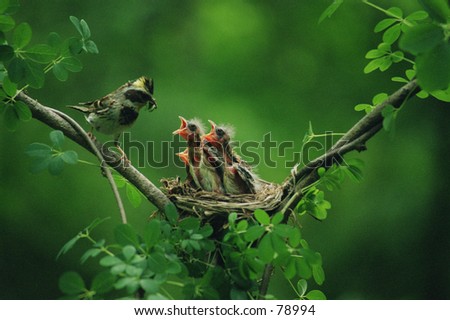  Baby birds in the nature. Royalty-Free Stock Photo #78994