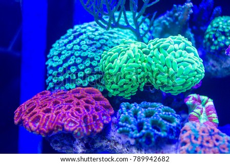 Long Polyps Stony Coral such as Hammer coral, Acan Brain coral and Flower pot coral Royalty-Free Stock Photo #789942682