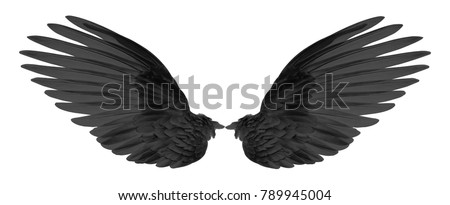 black wings of bird on black  background