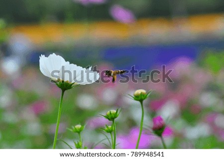 White cosmos flower. it's a beautiful flower and picture is selective focus. Concept is flower are the medium of love and concern.