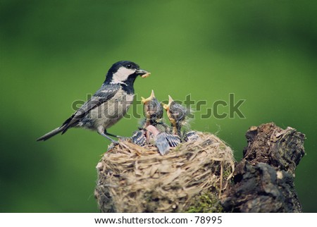  Baby birds in the nature. 
 Royalty-Free Stock Photo #78995