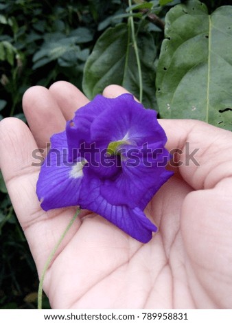 blue flower in hand