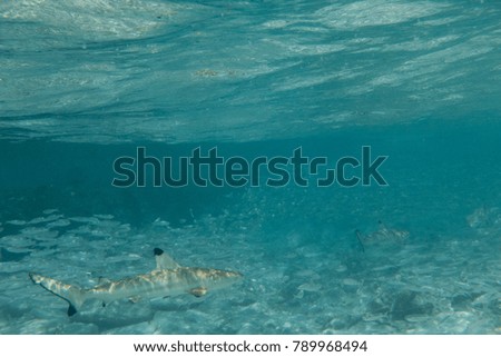 A baby black-tip reef shark hunting for prey in the shallows in the Maldives