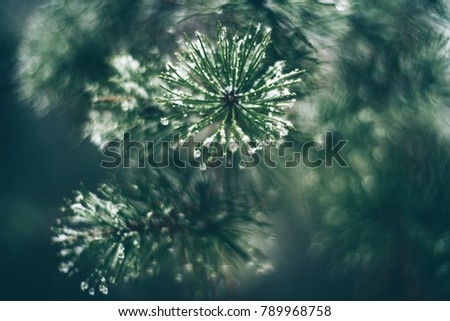 Winter Pine in the forest