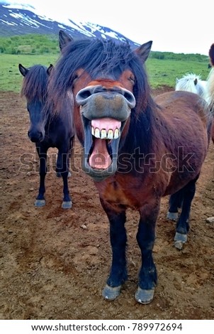 Laughing/smiling horse with dirty teeth. Very funny picture taking while working in Iceland with horses on a farm. Horse is yawing and it looks like smiling. Small horse on a pasture enjoying a time.