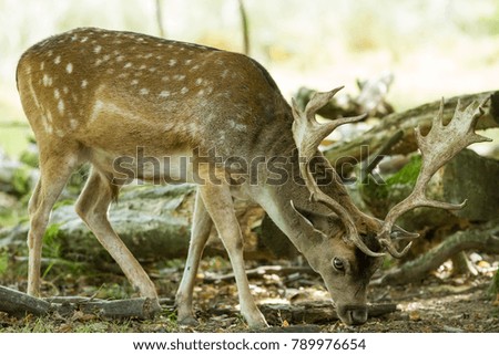 Deer Animal Forest