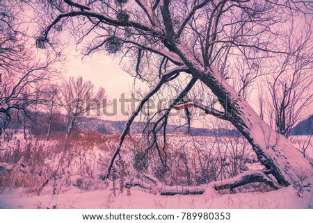 Snowy rural landscape. Tree near frozen lake