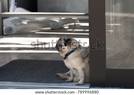 Pug dog sitting on the street