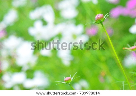 Flower bud of pink cosmos flower. it's a beautiful flower and picture is selective focus. Concept is flower are the medium of love and concern.