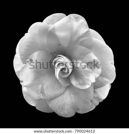 Fine art still life floral monochrome blossom macro portrait of a single isolated white fully opened blooming camellia blossom on black background with detailed texture seen from the top