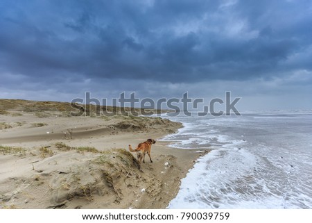 A dog scavenge in violent Wester storm with sea spray and shifting sand dunes and along flood line at  Dutch North Sea coast against a background with dark rain clouds