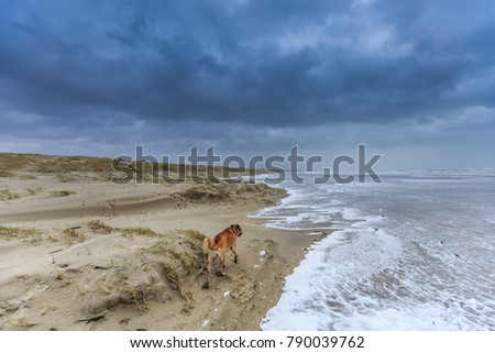 A dog scavenge in violent Wester storm with sea spray and shifting sand dunes and along flood line at  Dutch North Sea coast against a background with dark rain clouds