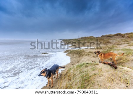 Two dogs scavenge in violent Wester storm with sea spray and shifting sand dunes and along flood line at  Dutch North Sea coast against a background with dark rain clouds