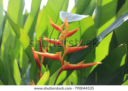 Heliconia in the garden. 